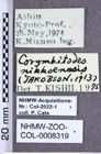 Etiketten zu Corymbitodes nikkoensis (Jakobson, 1913) (NHMW-ZOO-COL-0008319)